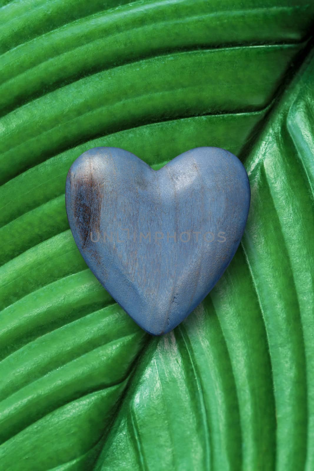 Wood heart on green leaf by sumners