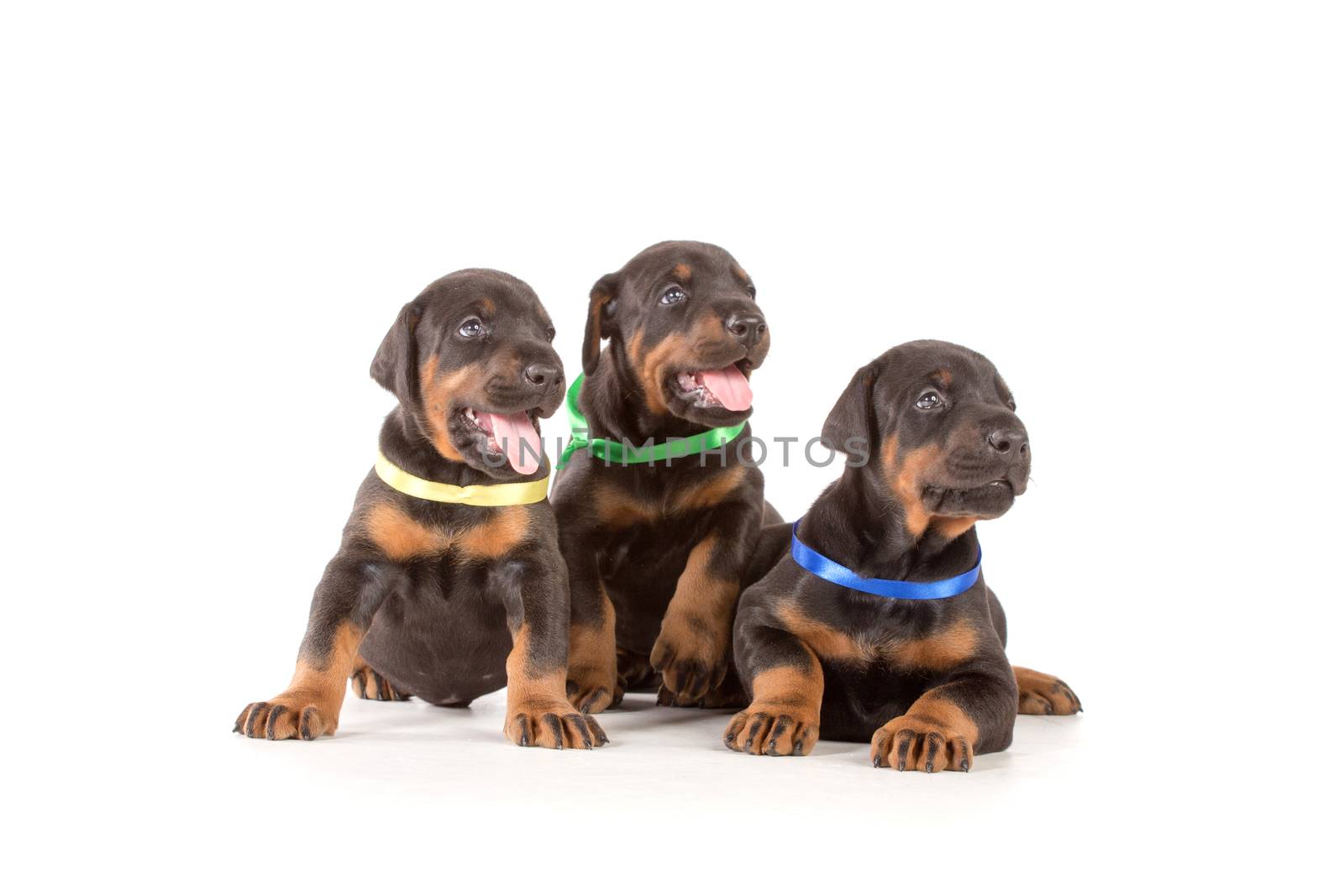 Group of dobermann puppies on white background