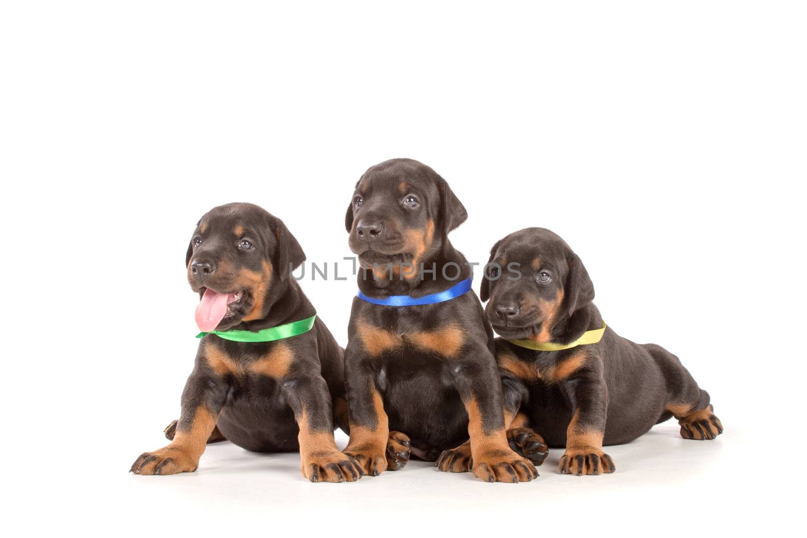 Group of dobermann puppies on white background