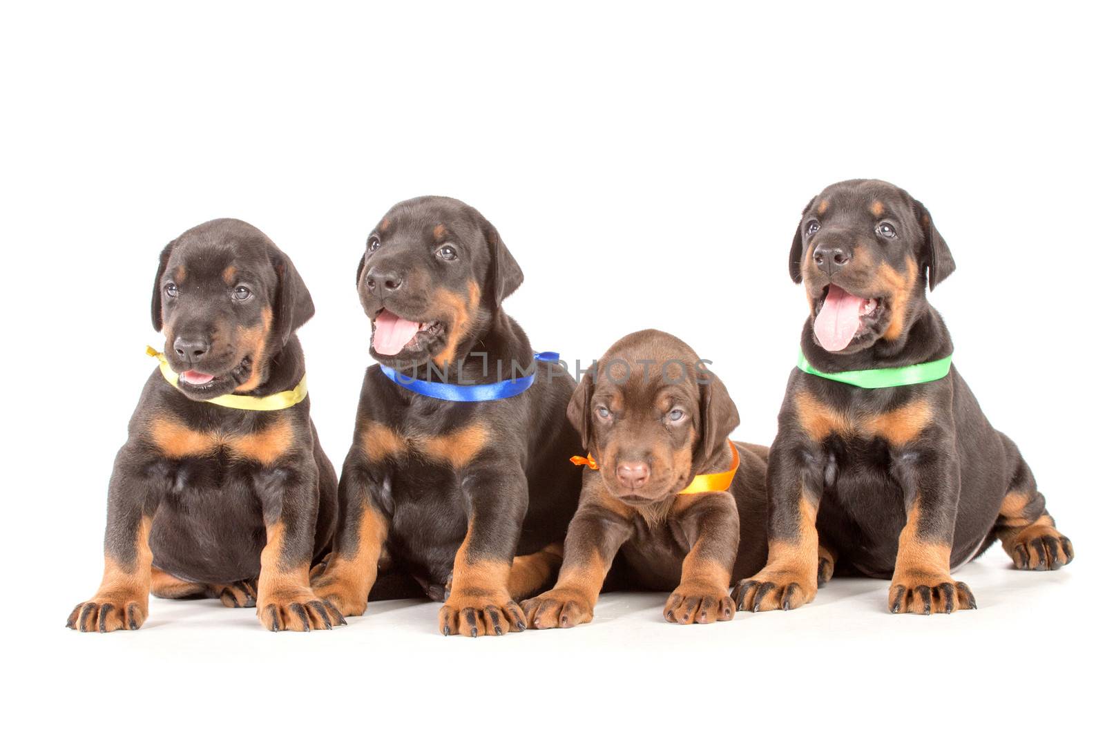 Group of dobermann puppies by gsdonlin