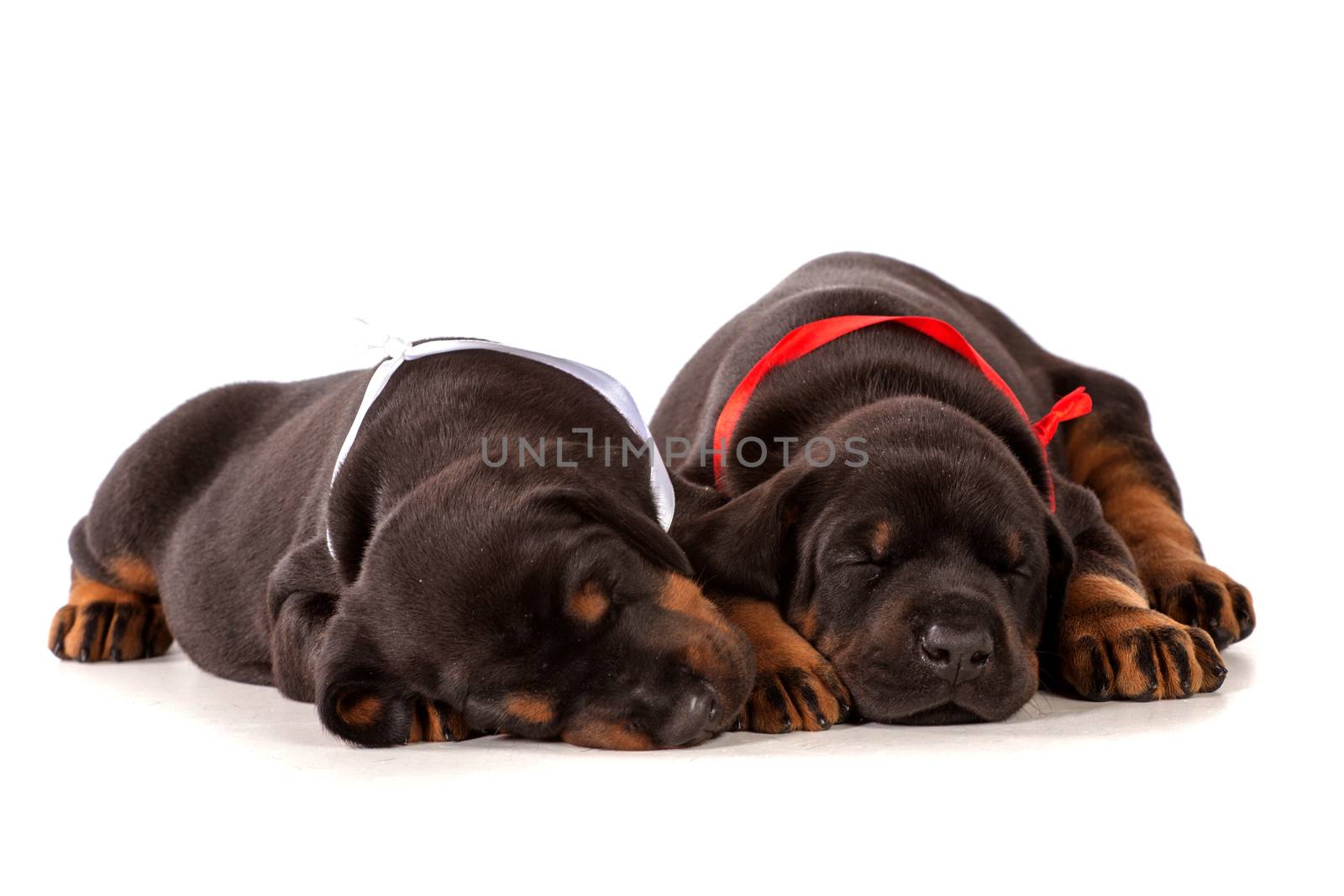 Sleeping dobermann puppies by gsdonlin