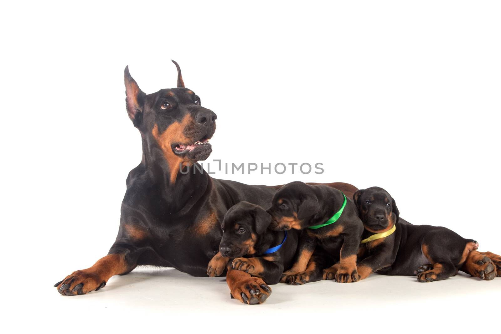 Doberman dog with puppies by gsdonlin