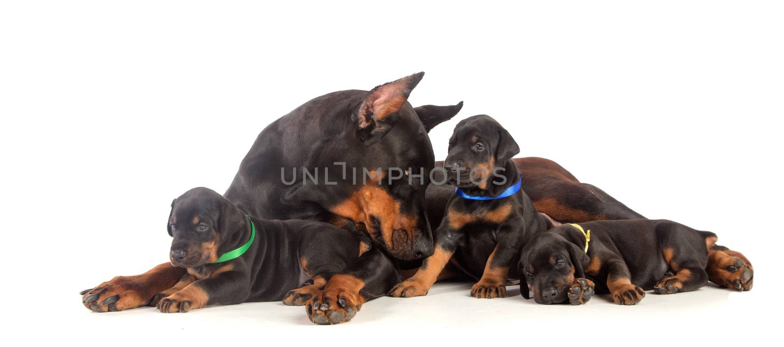 Doberman dog with puppies by gsdonlin