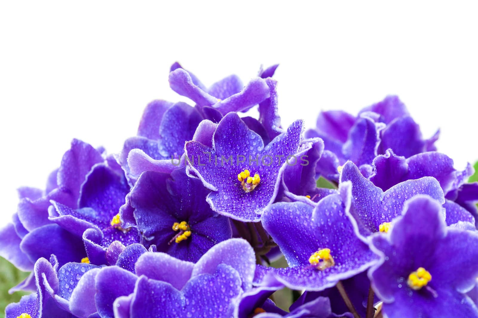Beautiful Purple Violet Flowers, on white background