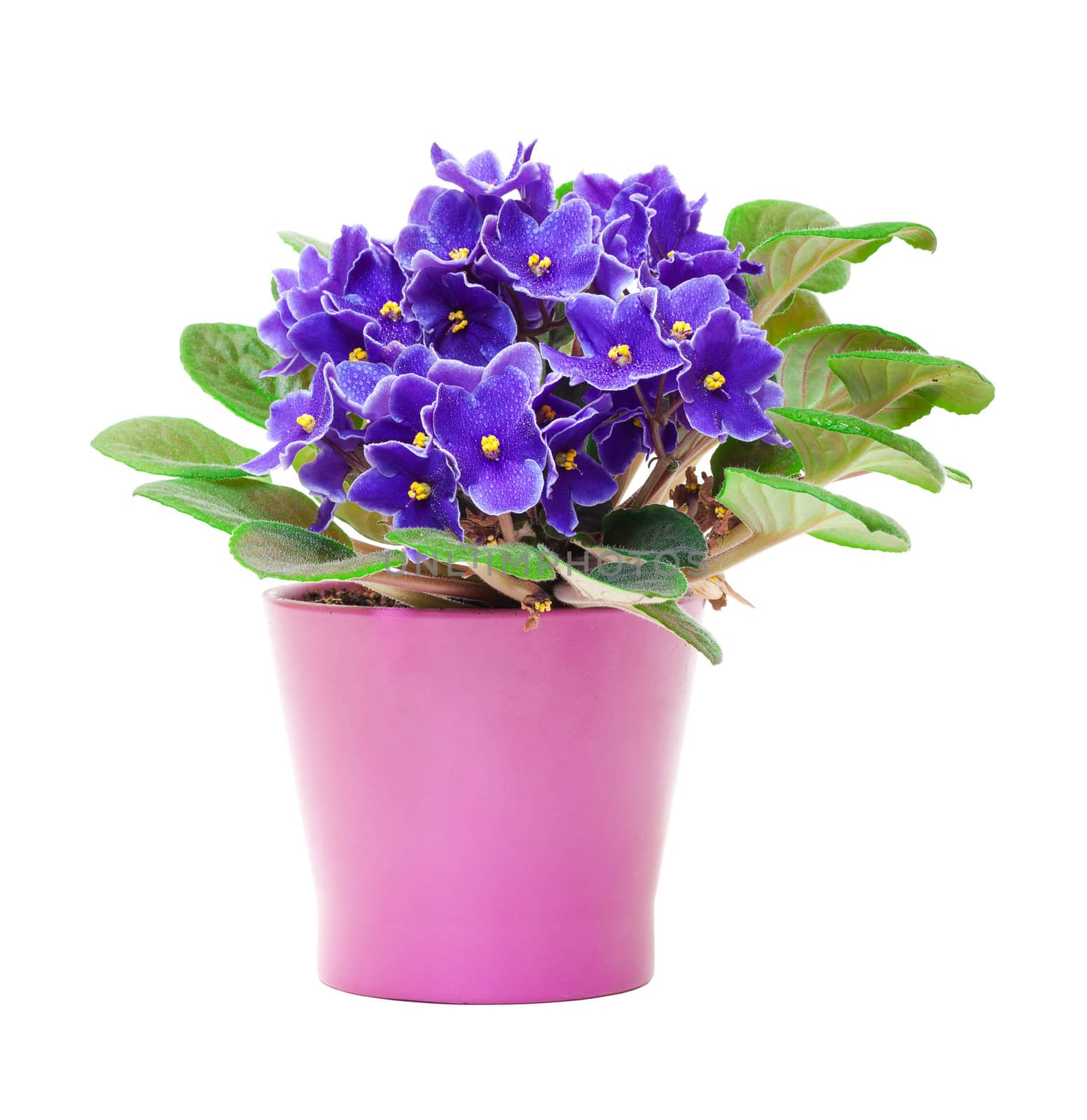 Beautiful Purple Violet Flowers in flowerpot by Discovod