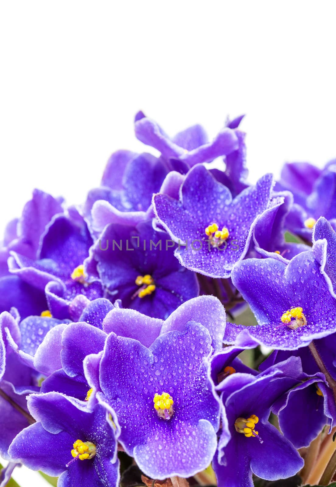 Beautiful Purple Violet Flowers, on white background