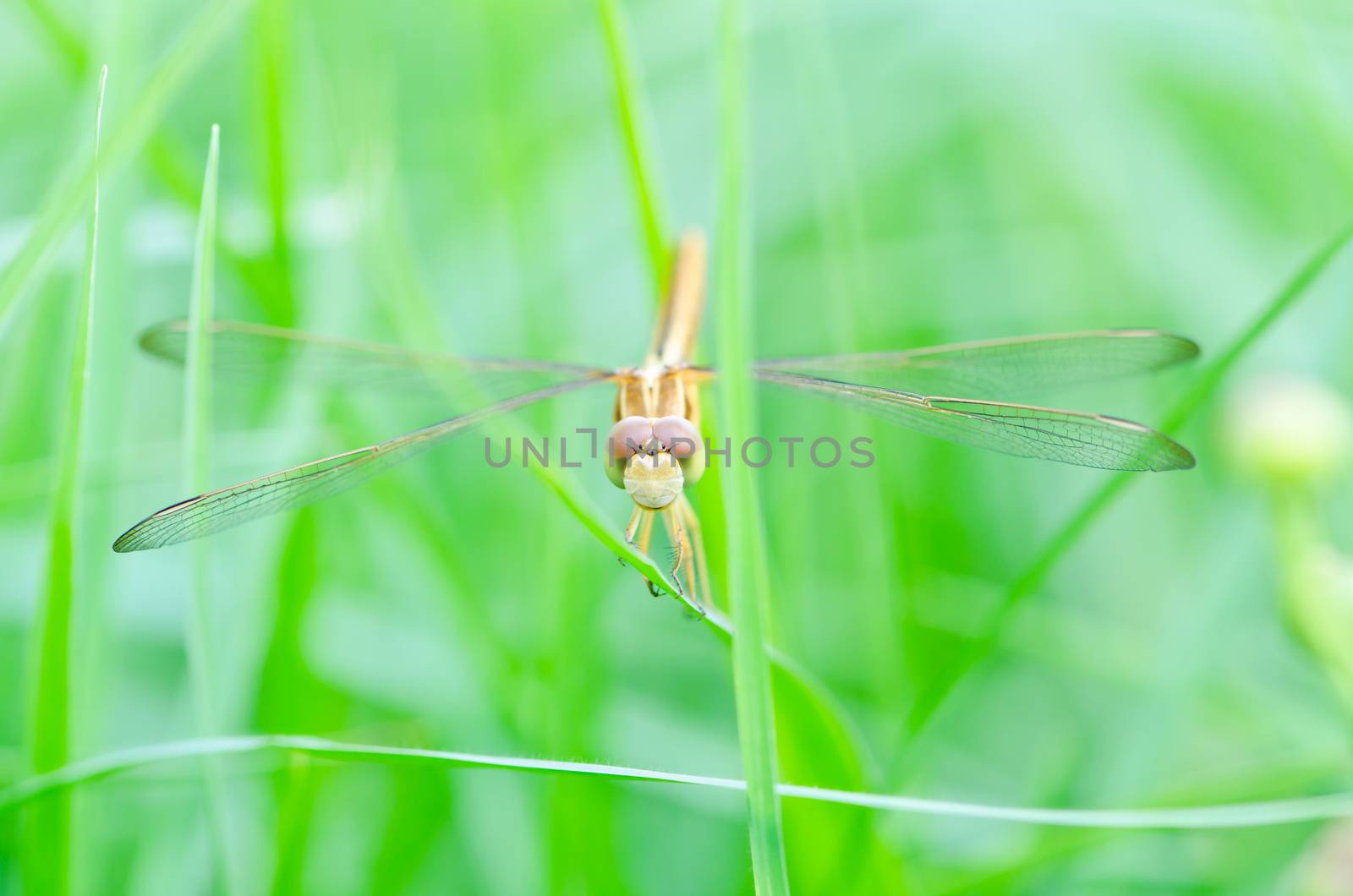 Dragonfly on a background of green grass