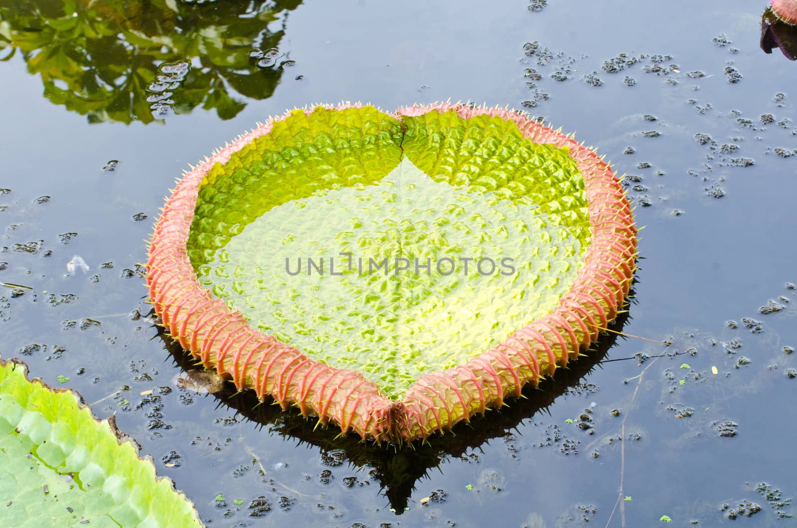 Giant leaves of the Victoria waterlily in pond