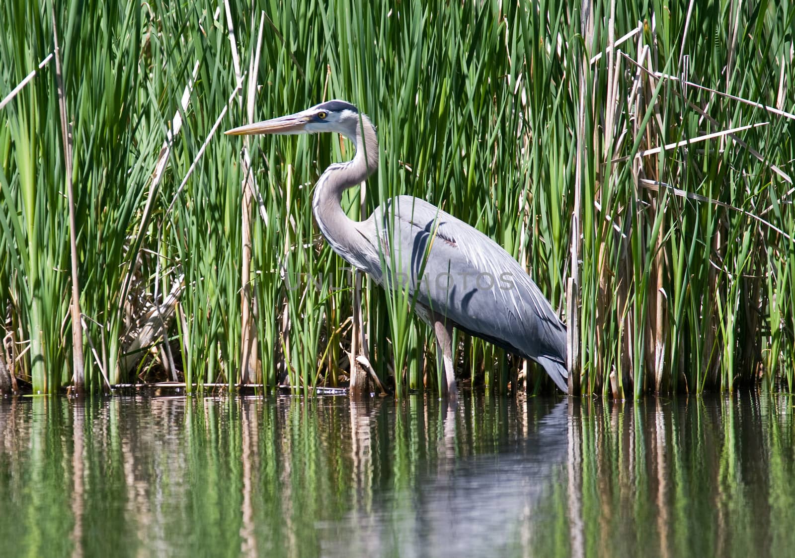 A blue heron standing in water next to some tall grass