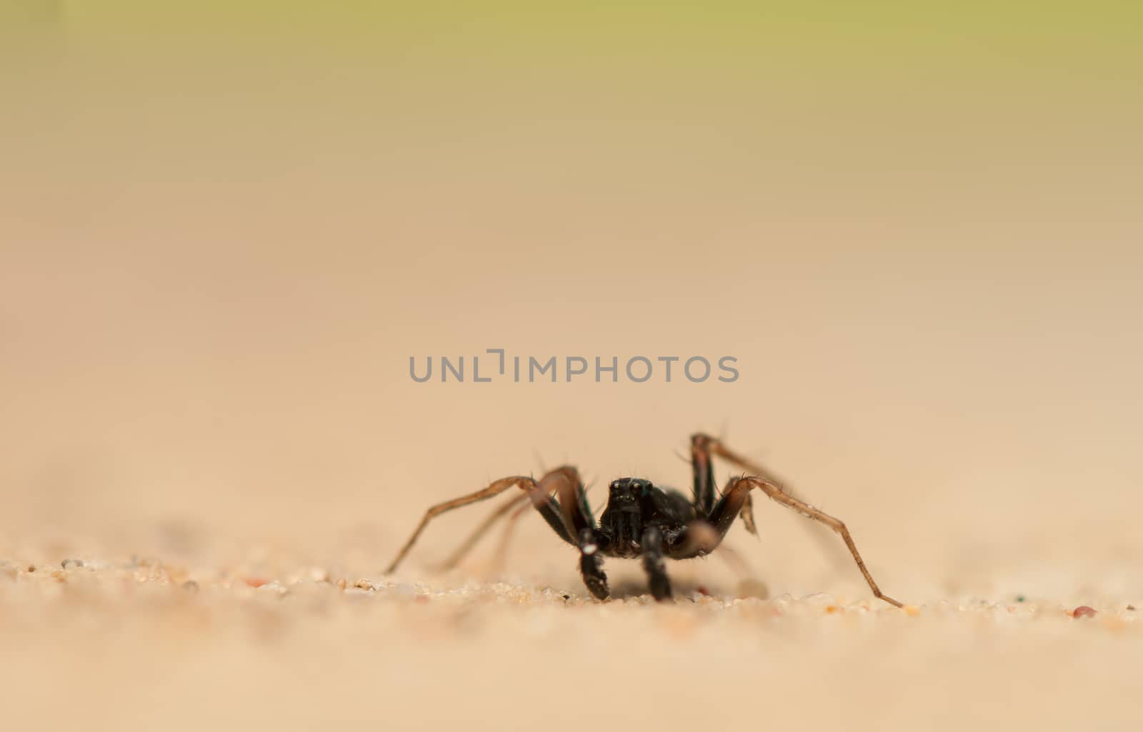 Small spider by Gucio_55