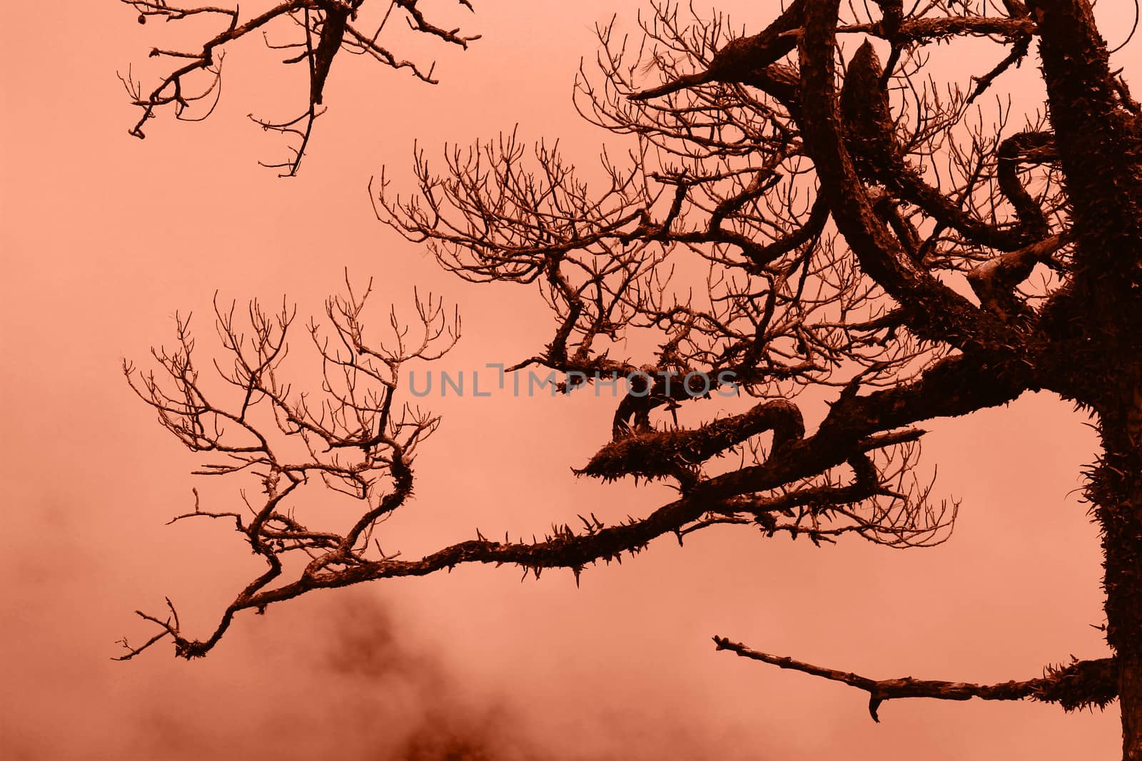Dry trees in the forest