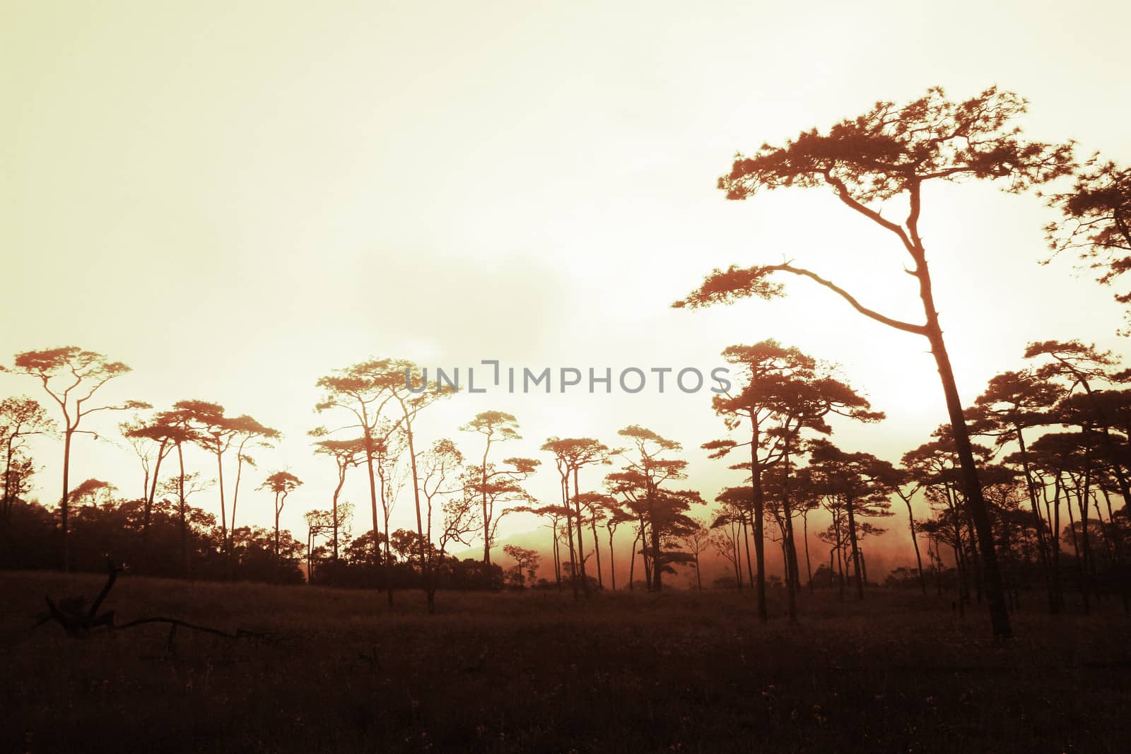 Rains pine forest in Thailand
