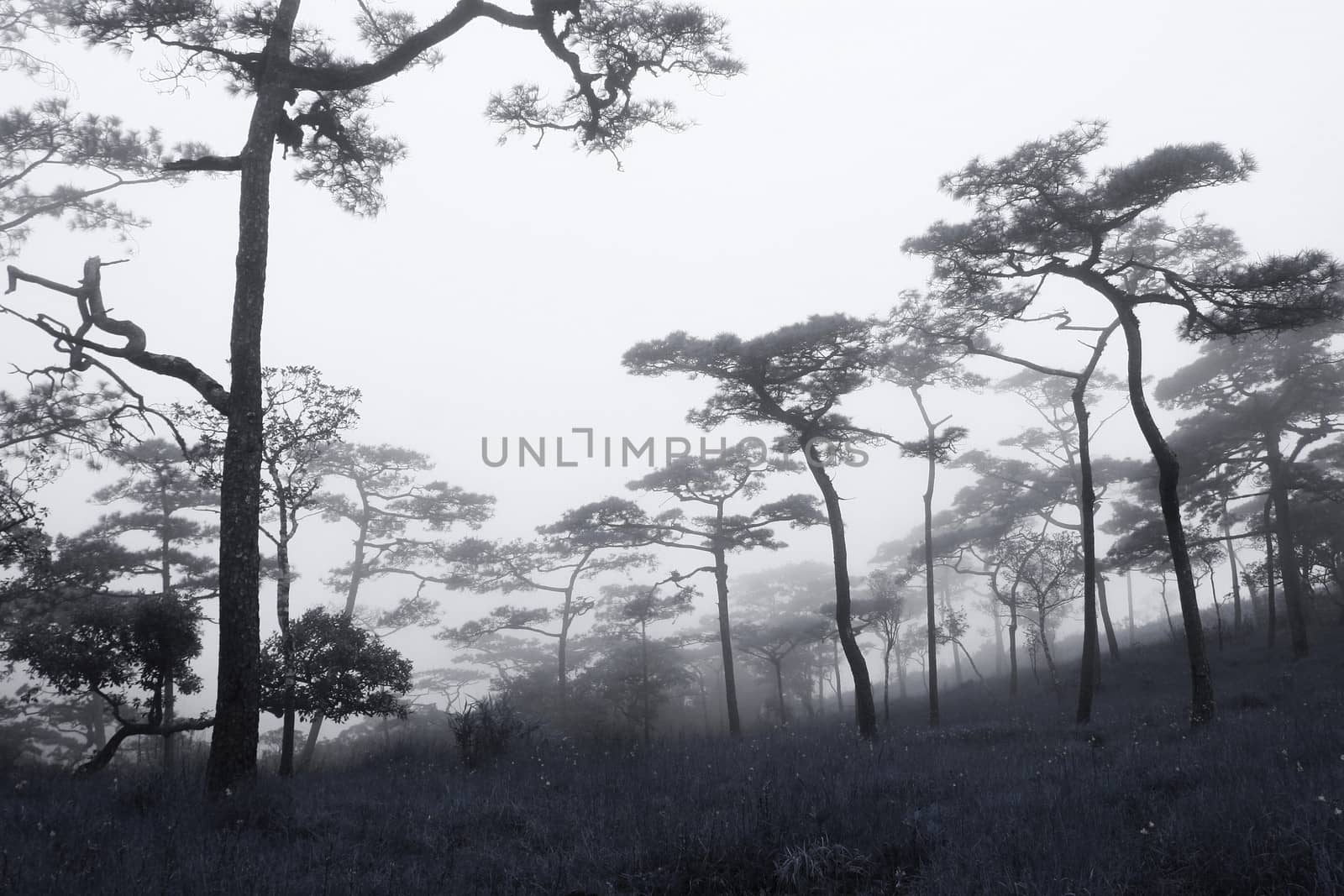 Rains pine forest in Thailand