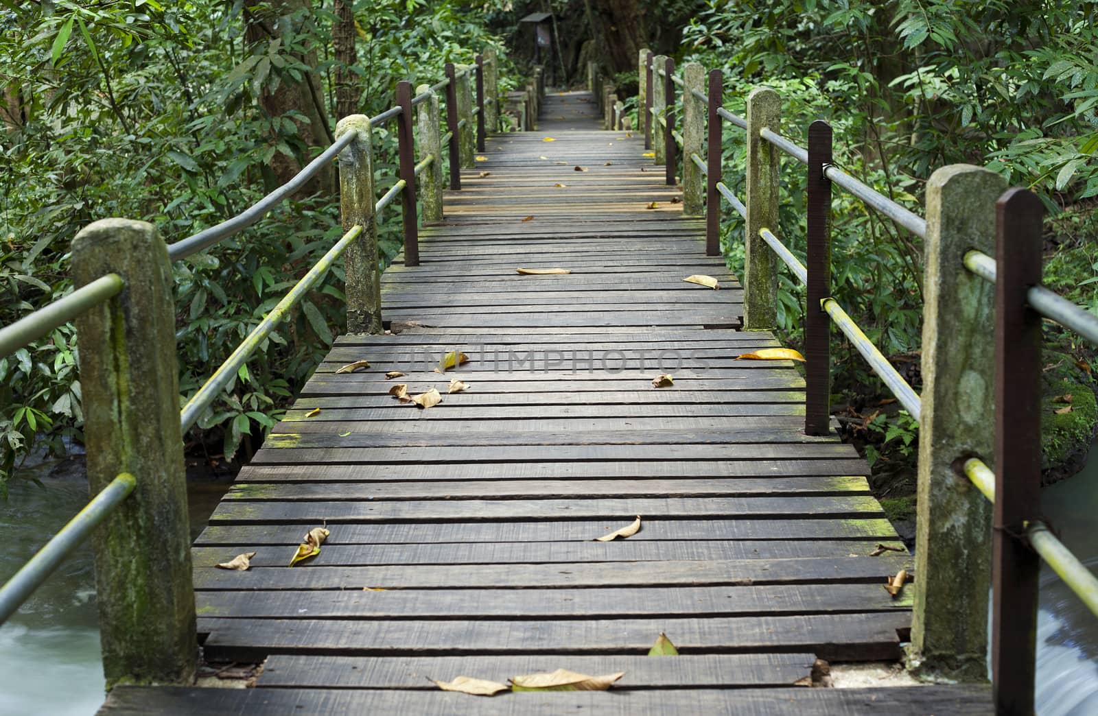Trail for walking to learn the nature in tropical forest