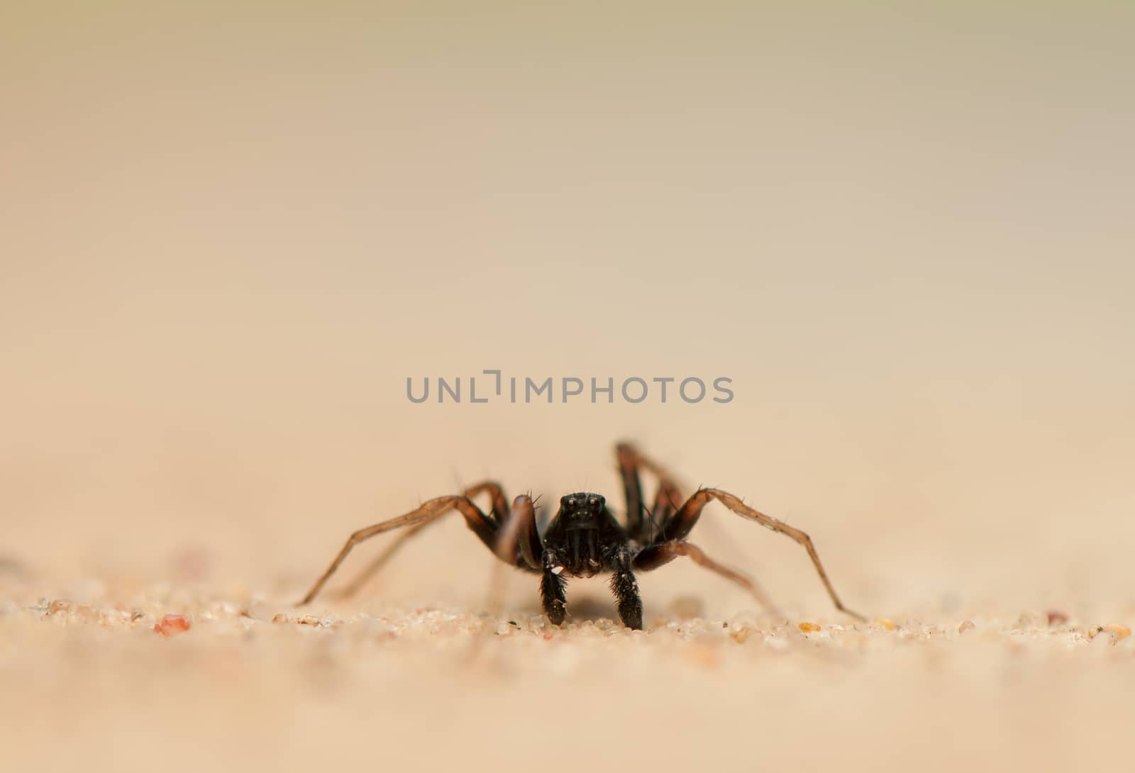 Small spider by Gucio_55