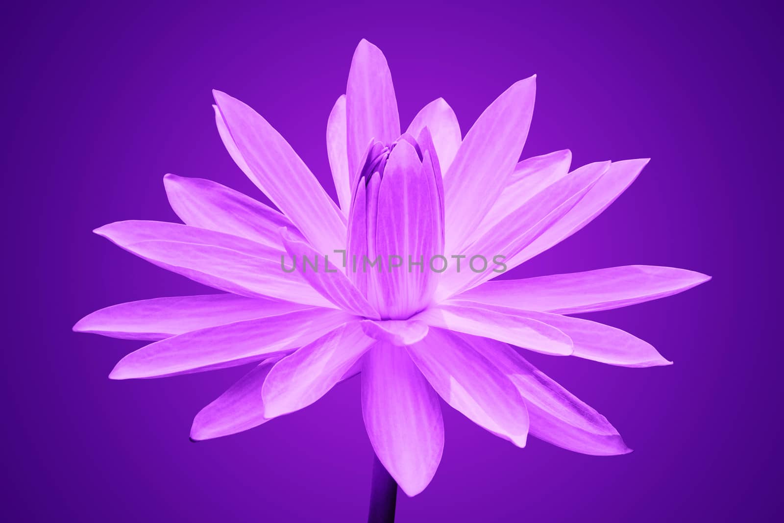 Abstract of Purple lotus