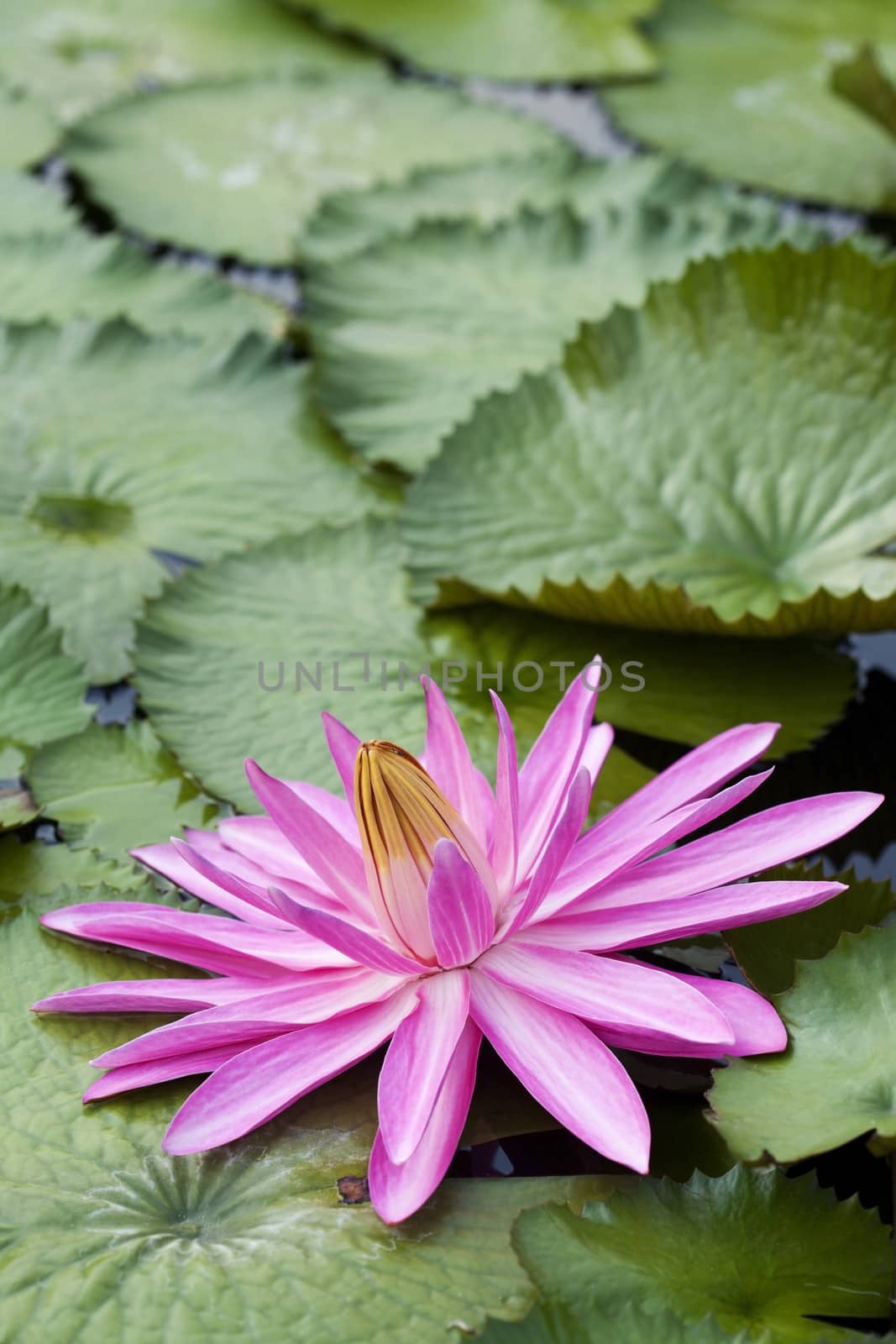 Pink Lotus Flower