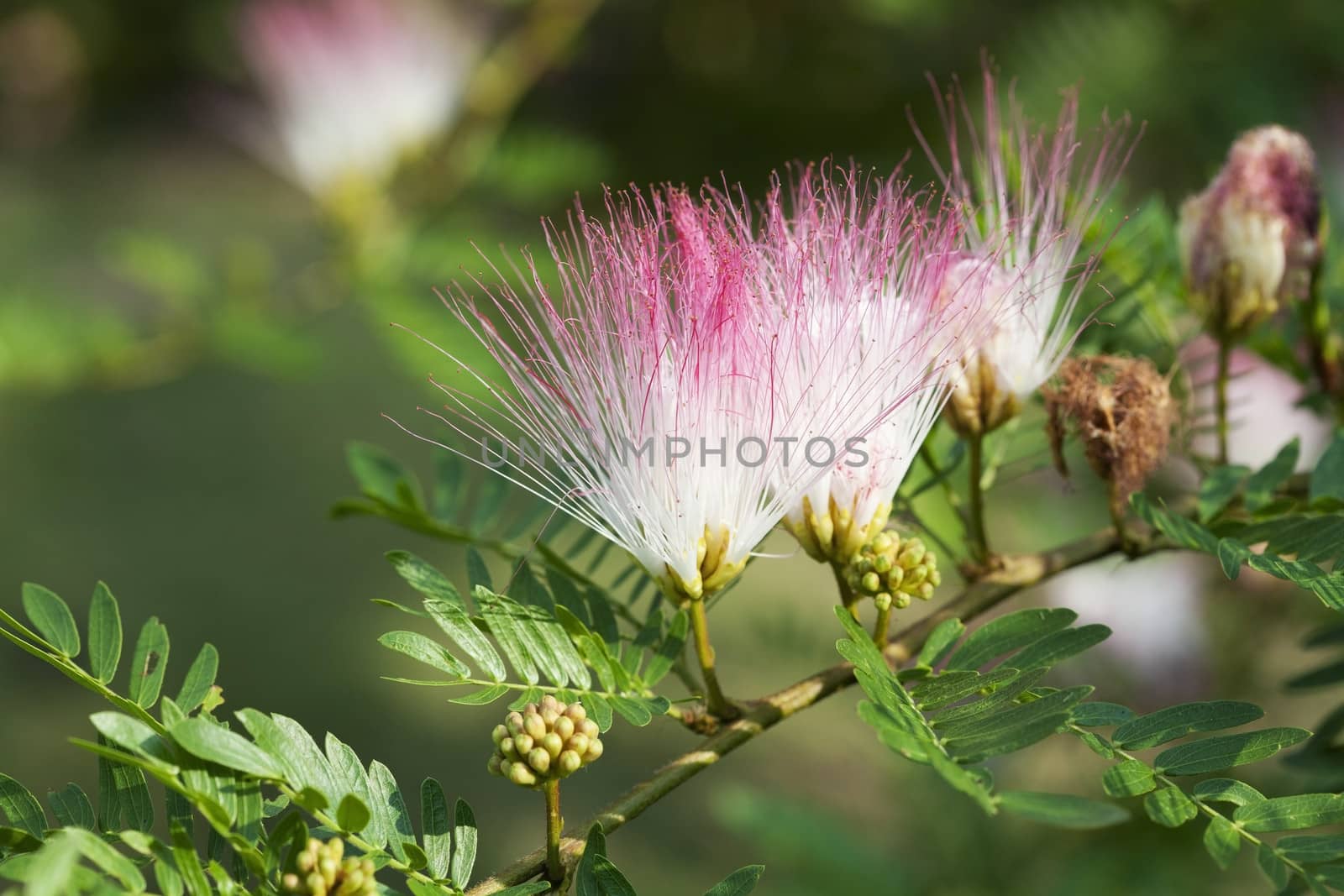Red Powder Puff (Calliandra Haematocephala)