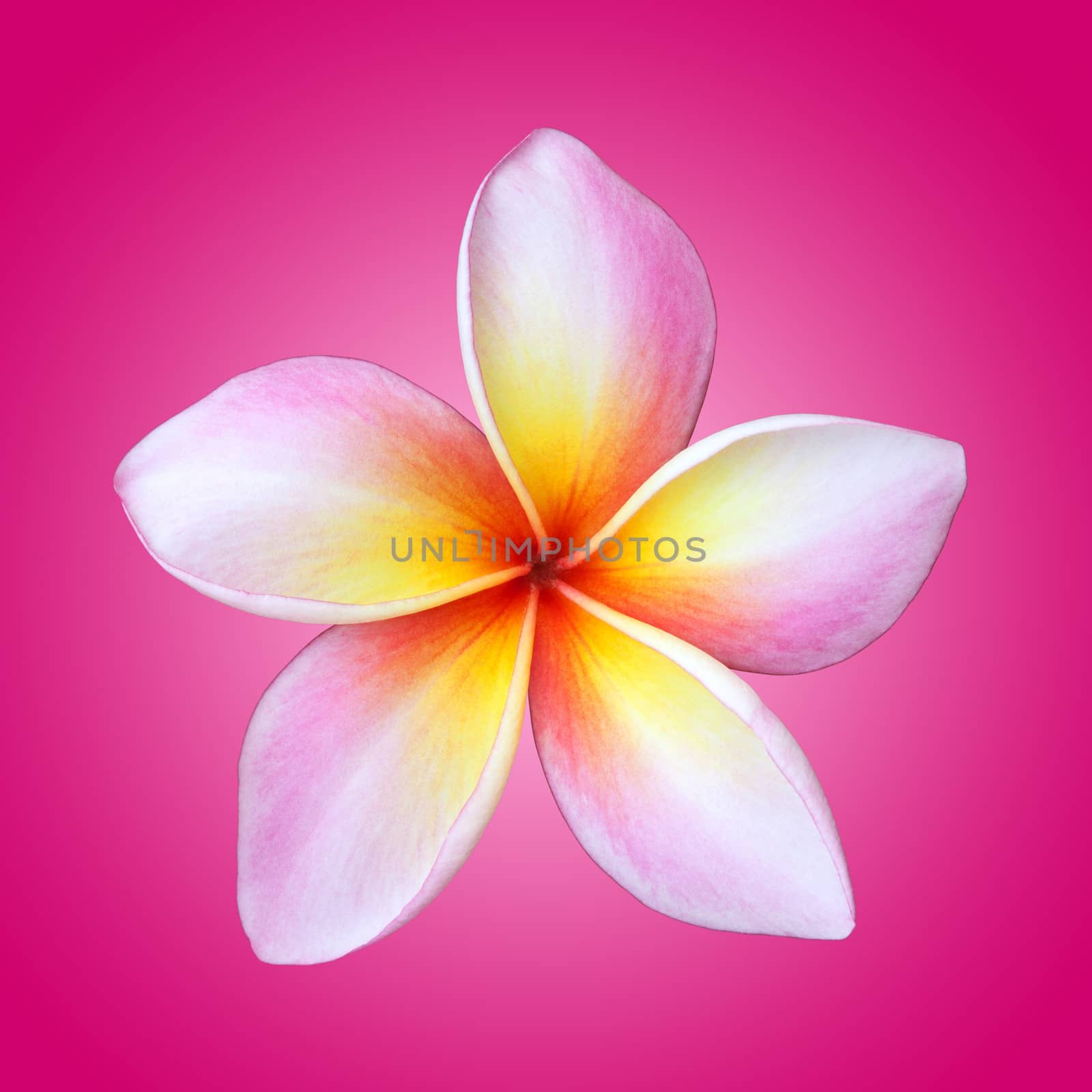 Plumeria flower isolated on pink