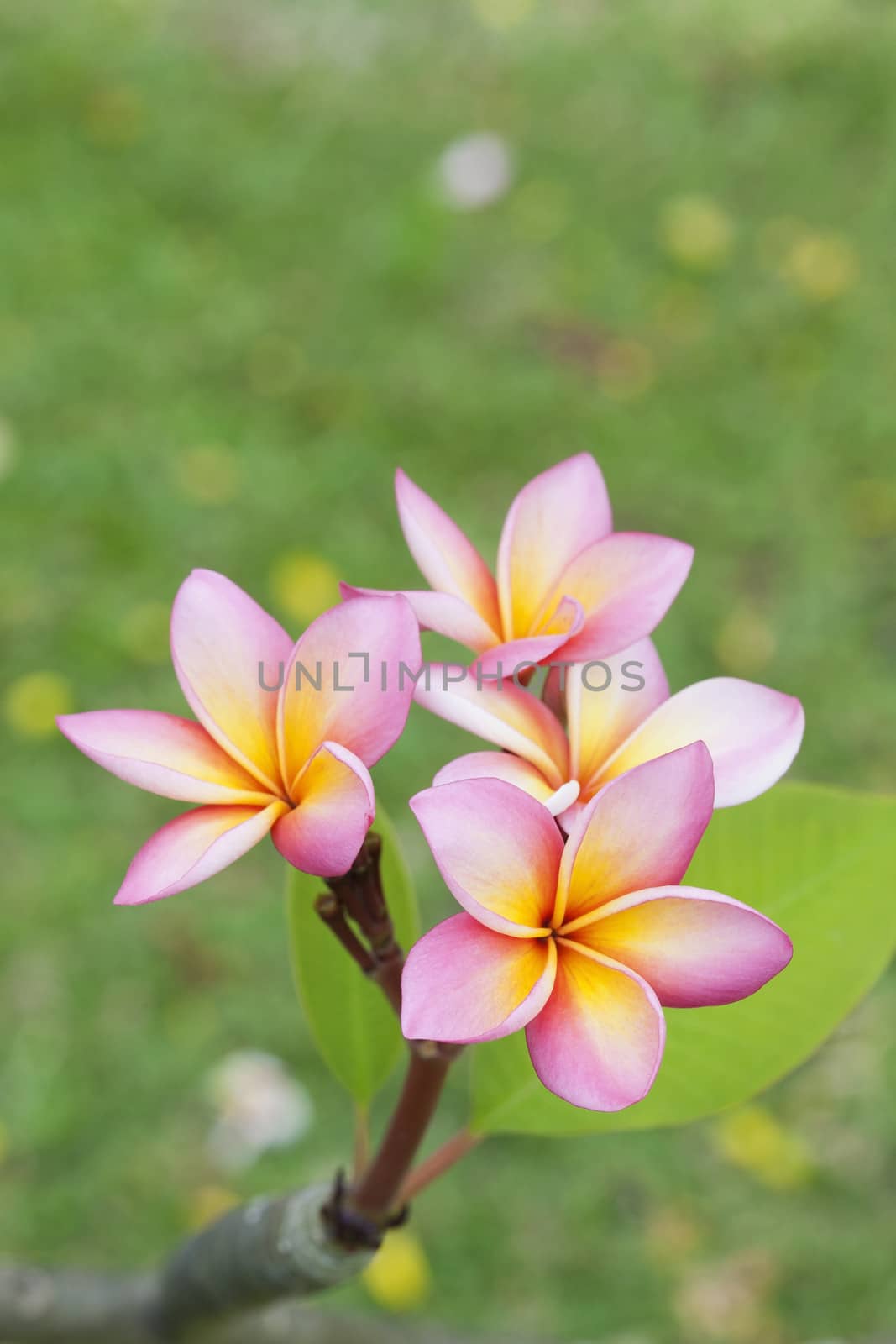 Close up of Frangipani Flowers