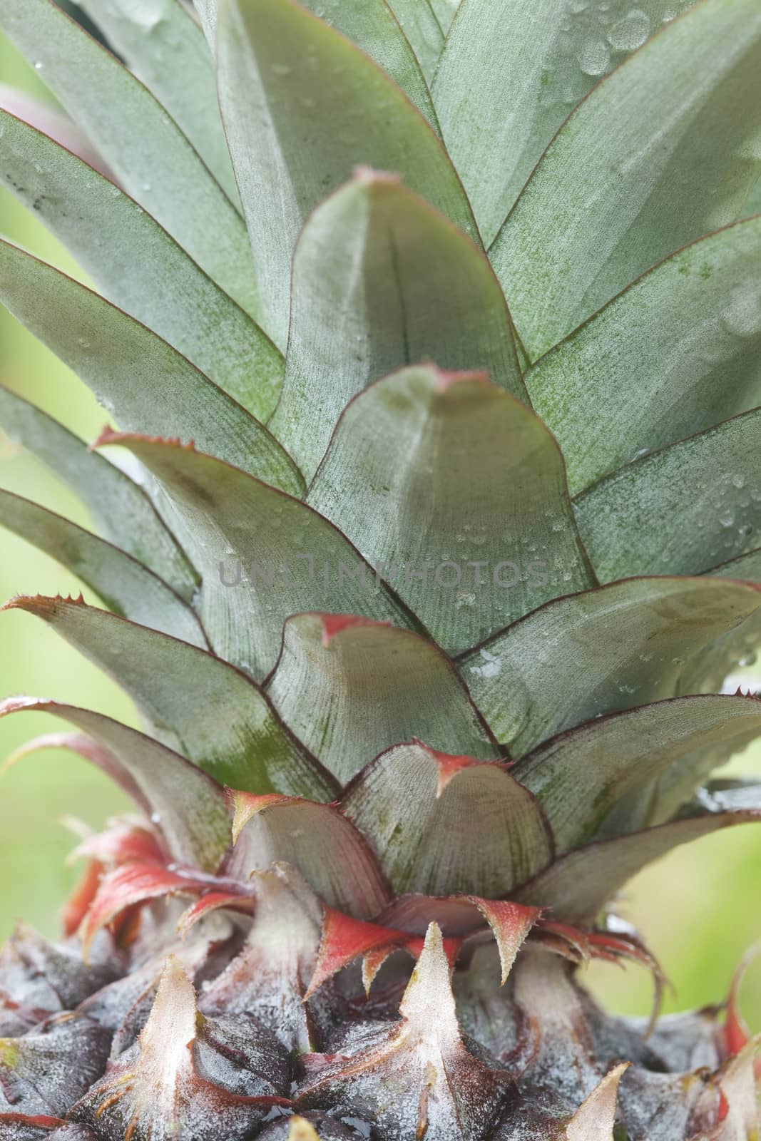 Closeup on pineapple plant