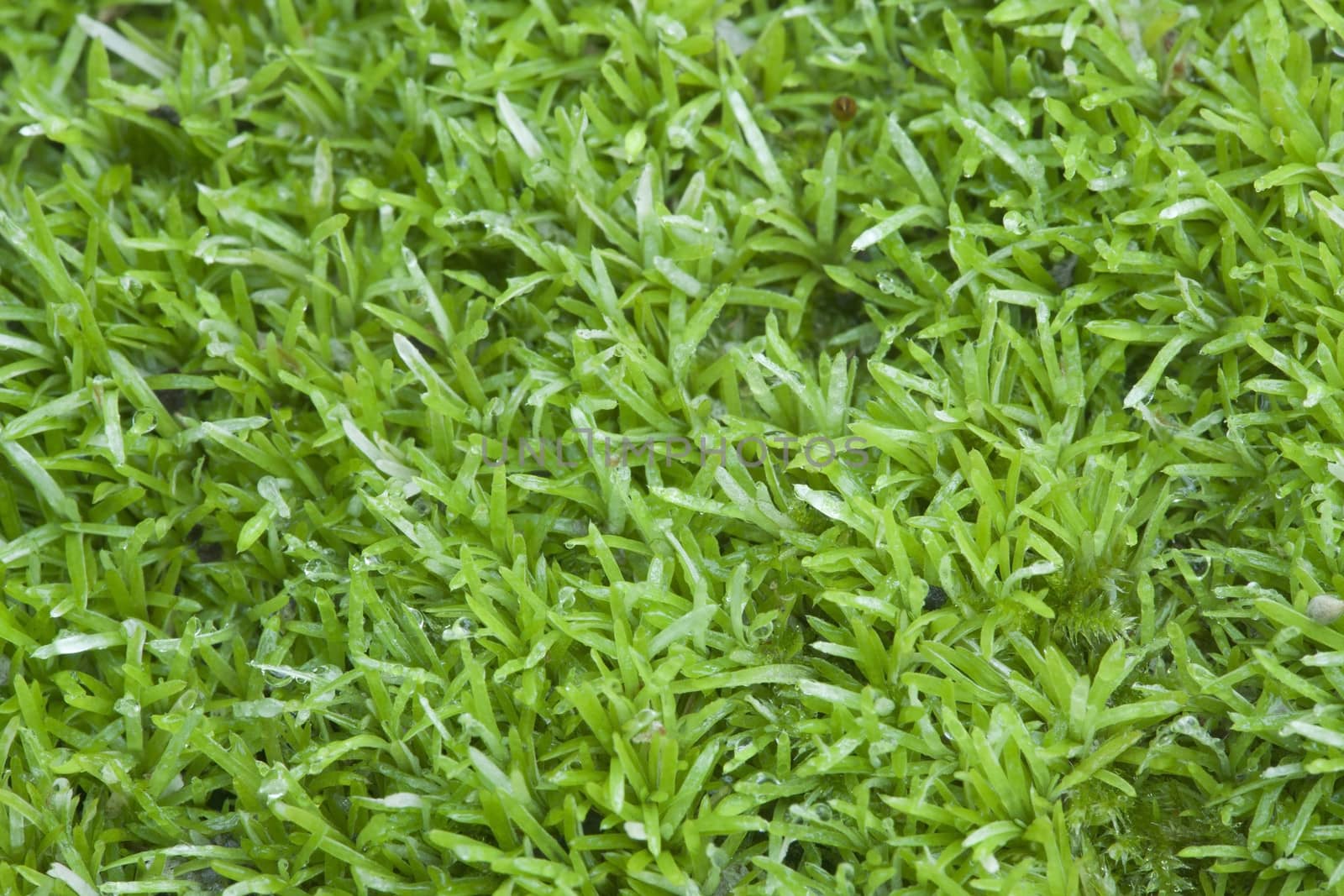 Green wet moss