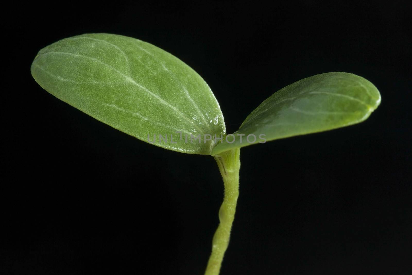 Watermelon sprout on black background
