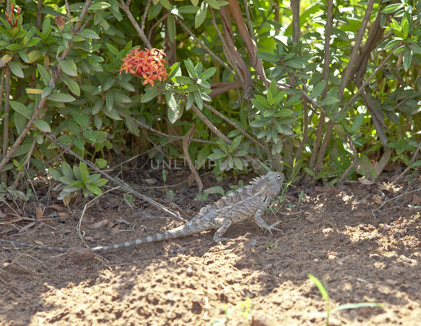 Horizontal capture of color landscape of a tropical landscaped garden strolling around in the hedgerow from the shade of the hot sun while a bright red ixora blooms in the luish surrounds