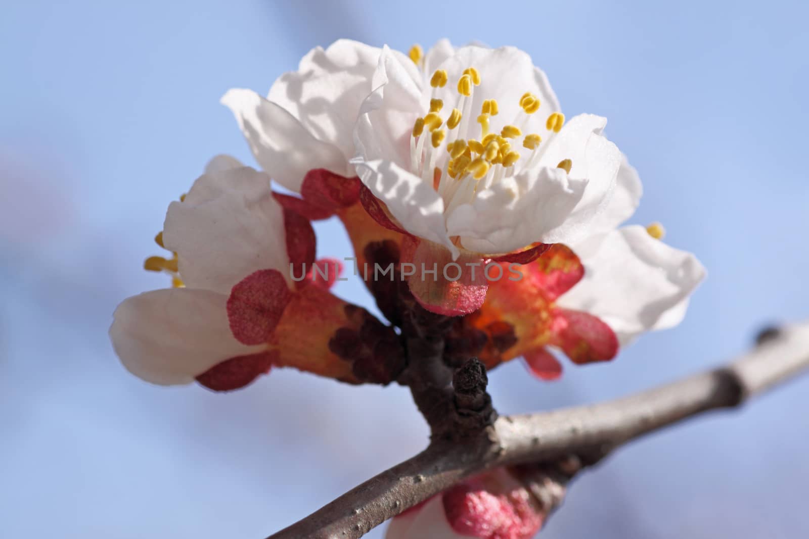 apricot tree blossom by romantiche