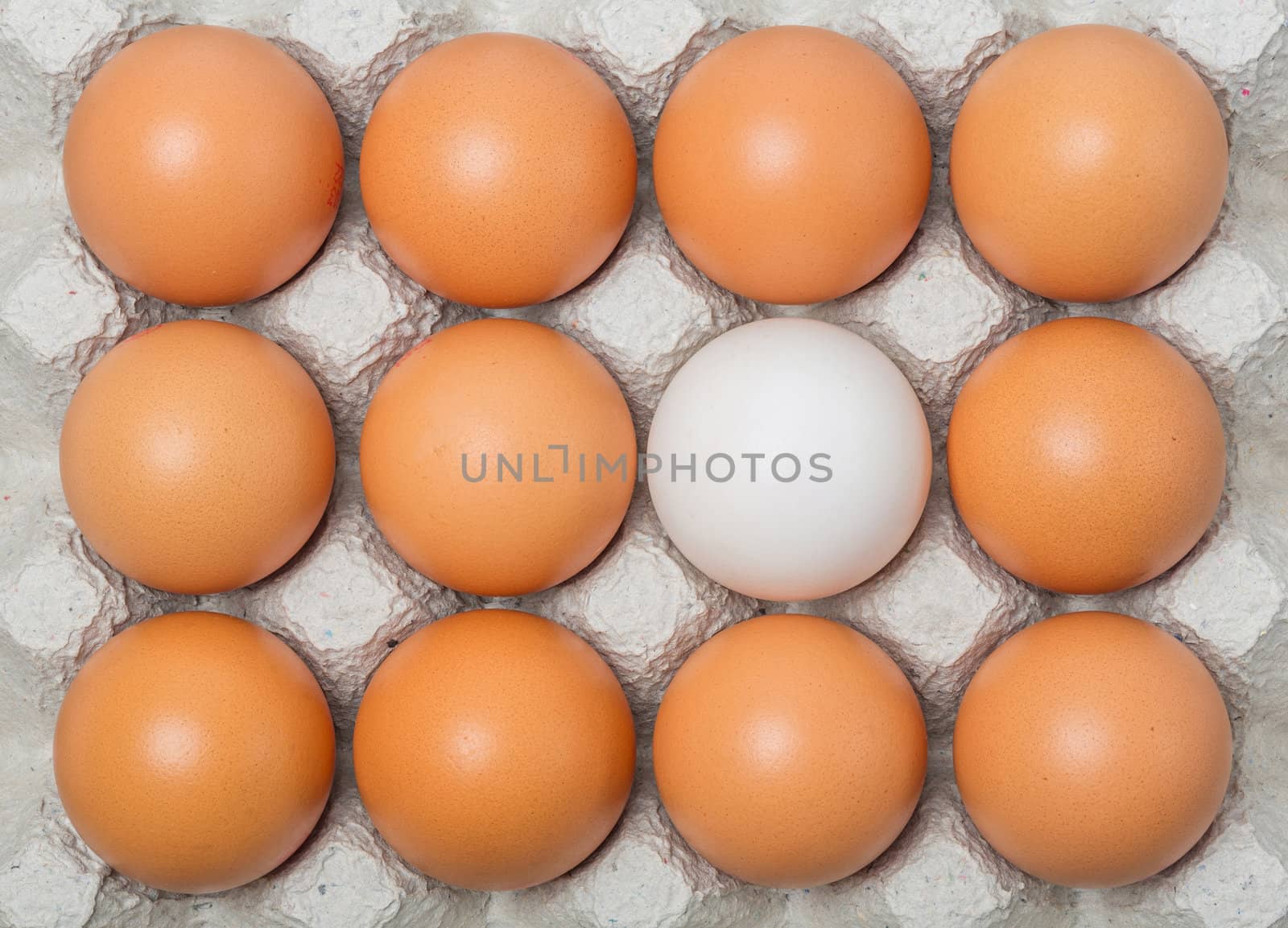 Duck egg among chicken eggs by smuay