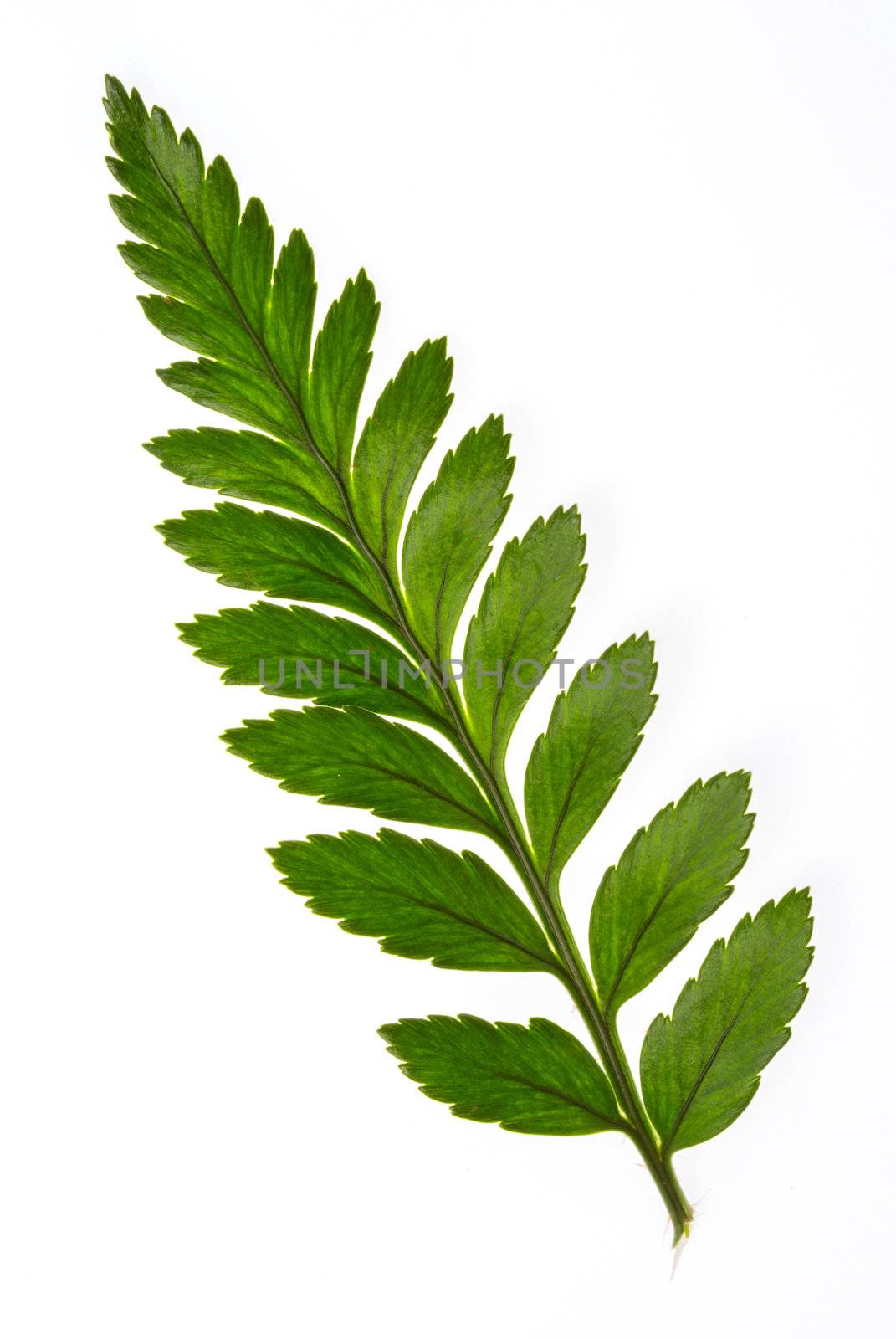 Close up part of foot fern isolated on white background
