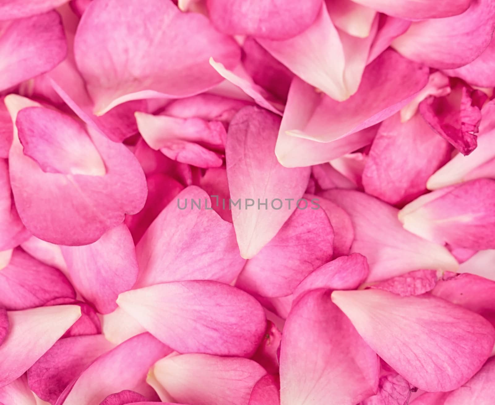 Pink rose petals background by Bedolaga