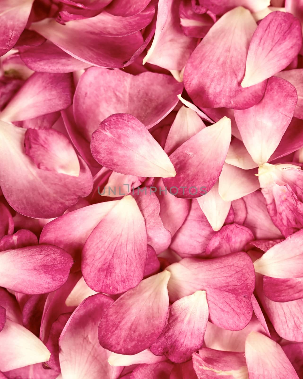Pink rose petals background