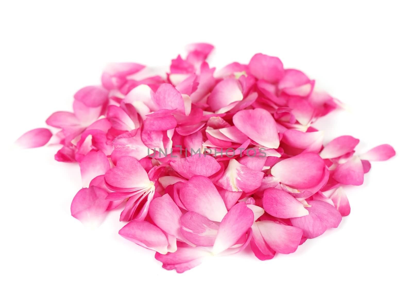 Pink rose petals on white