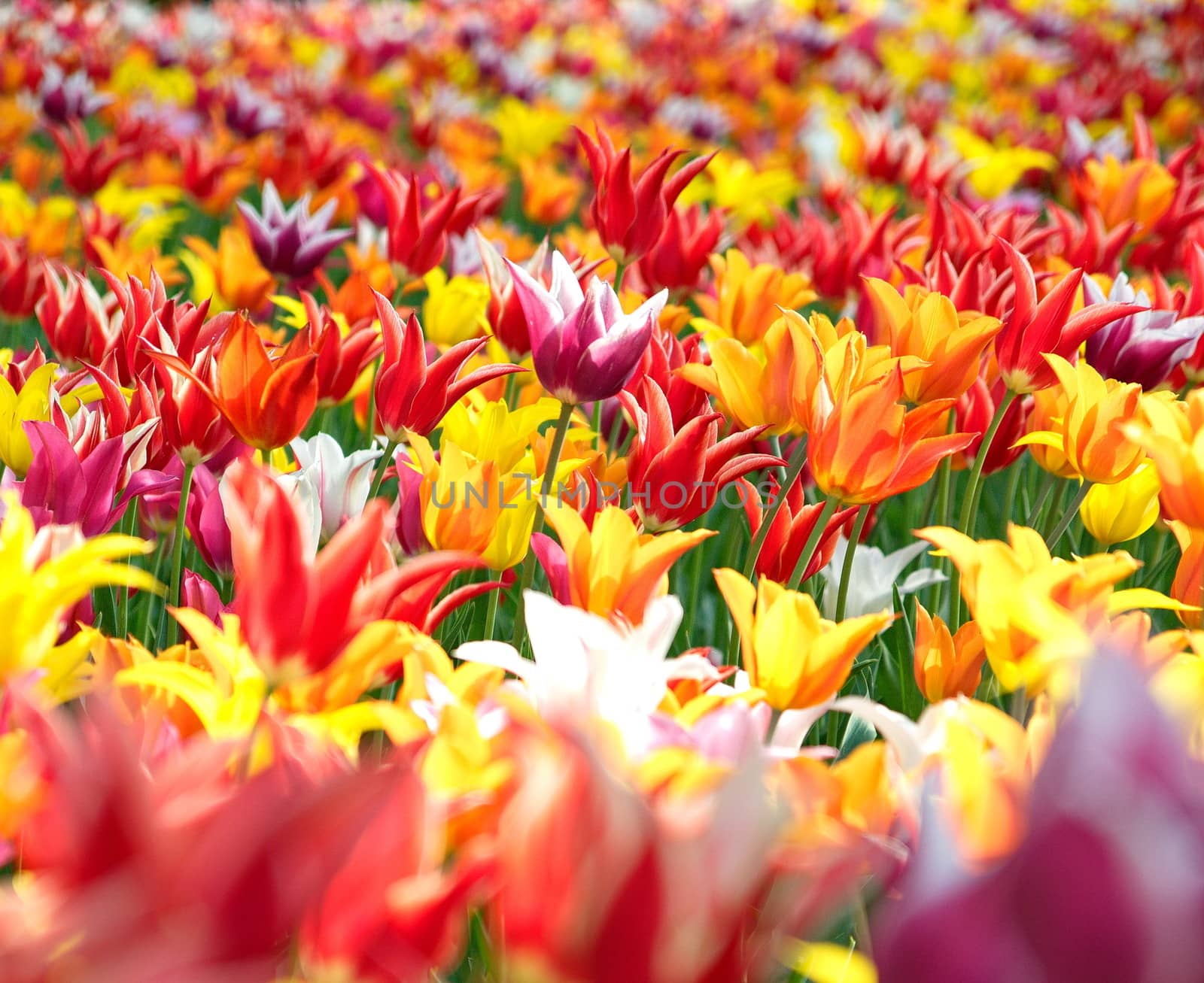 Colourful tulips