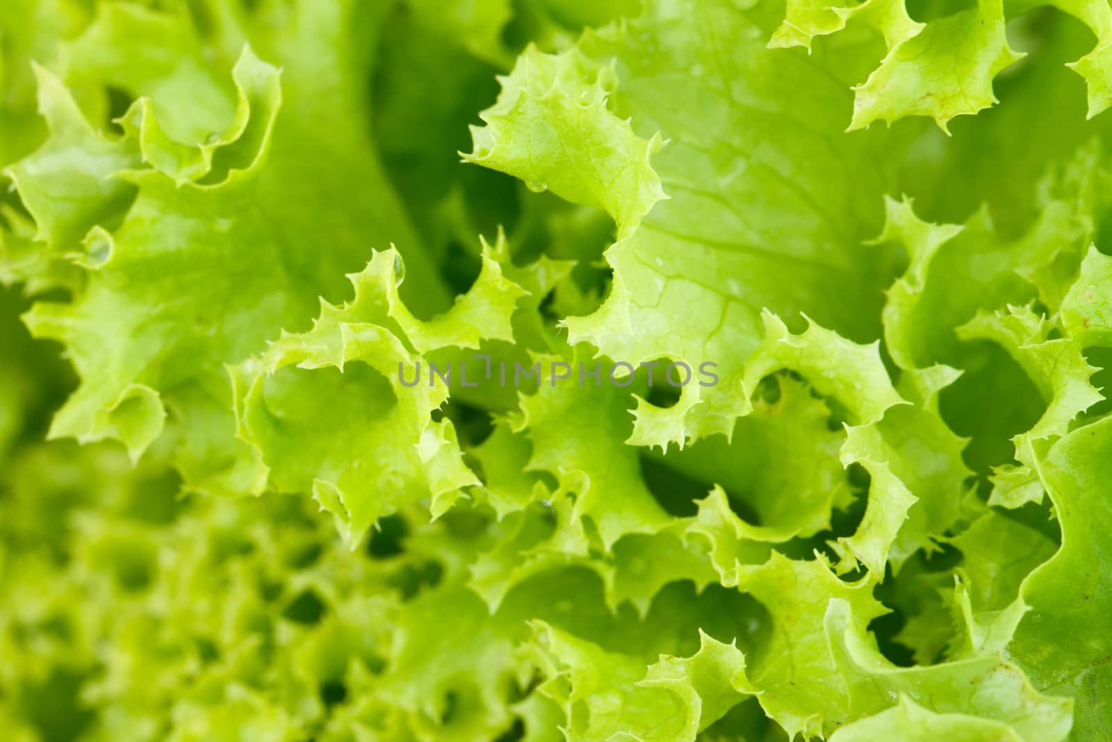 Fresh green lettuce salad isolated on white background. by Bedolaga