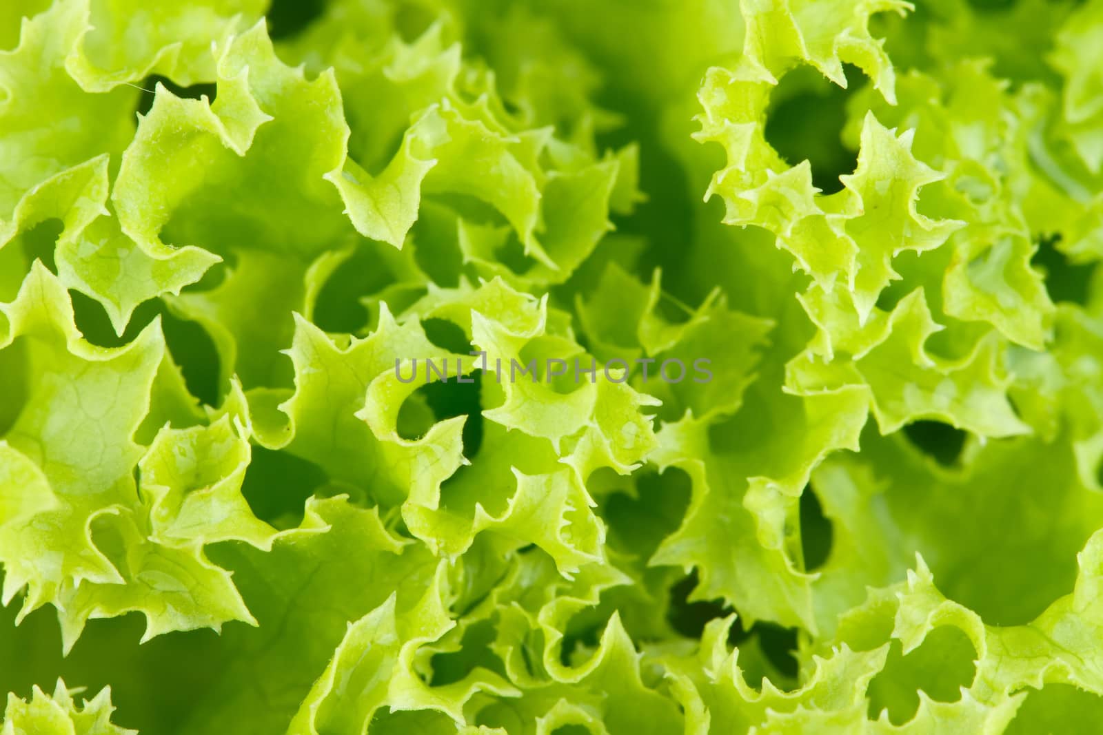 Fresh green lettuce salad isolated on white background.