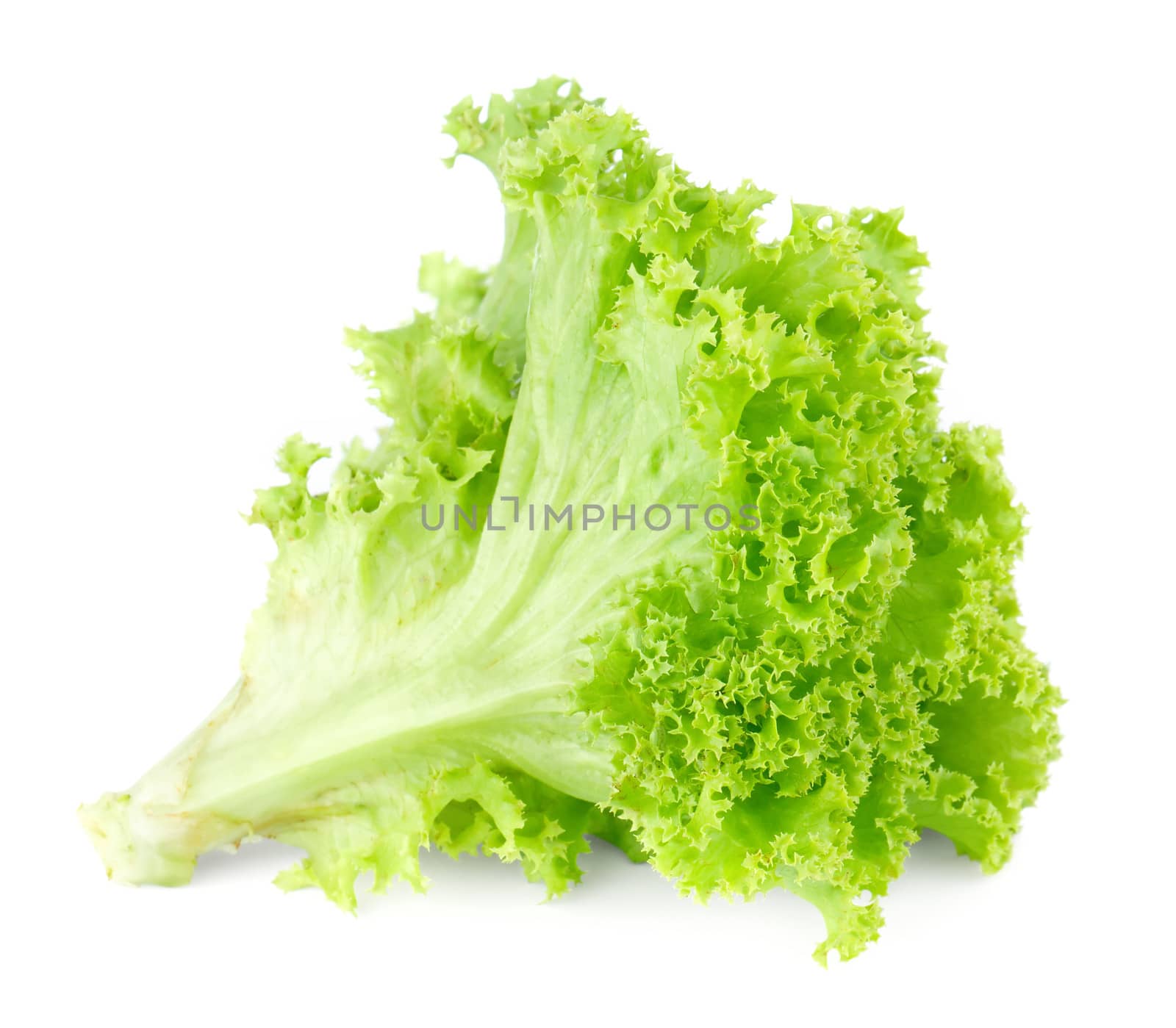 Fresh green lettuce salad isolated on white background.