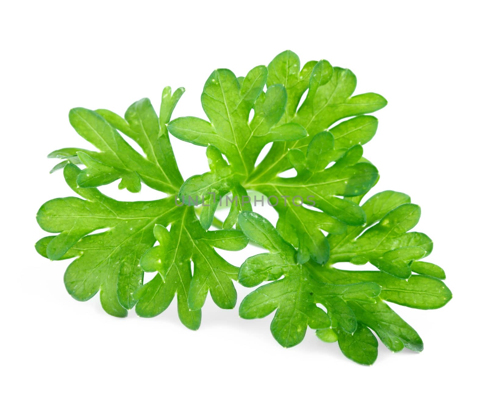 Green leaves of parsley isolated on white background by Bedolaga