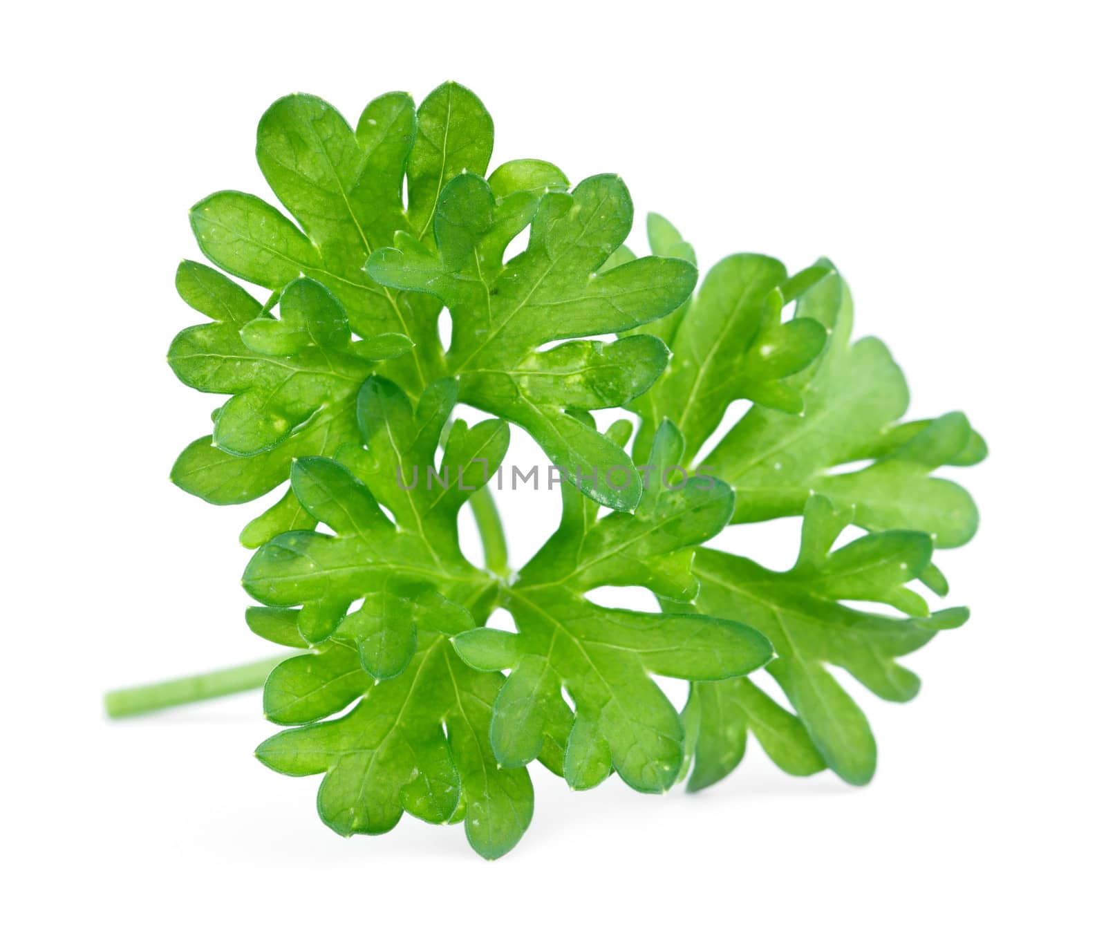 Green leaves of parsley isolated on white background by Bedolaga