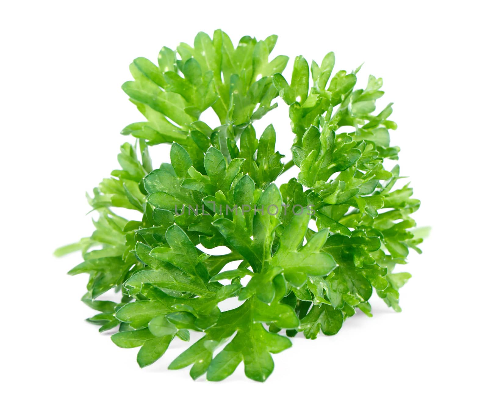 Green leaves of parsley isolated on white background