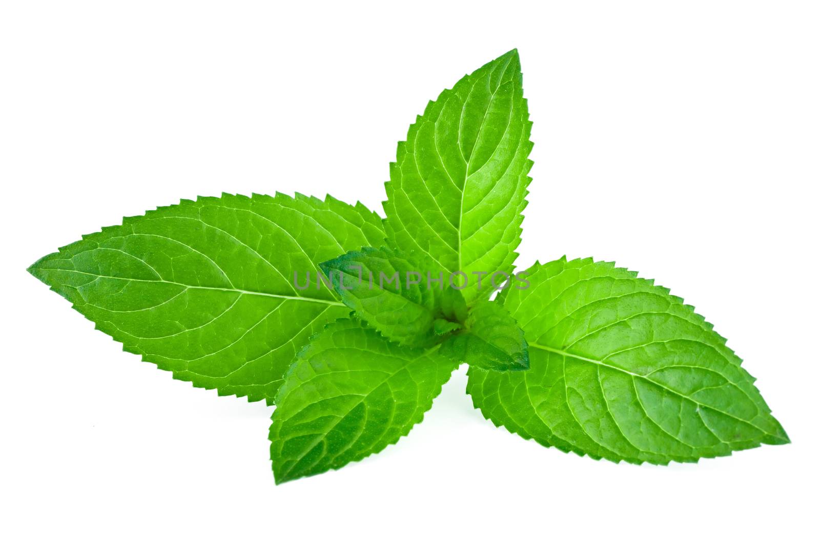Fresh green mint isolated on white by Bedolaga