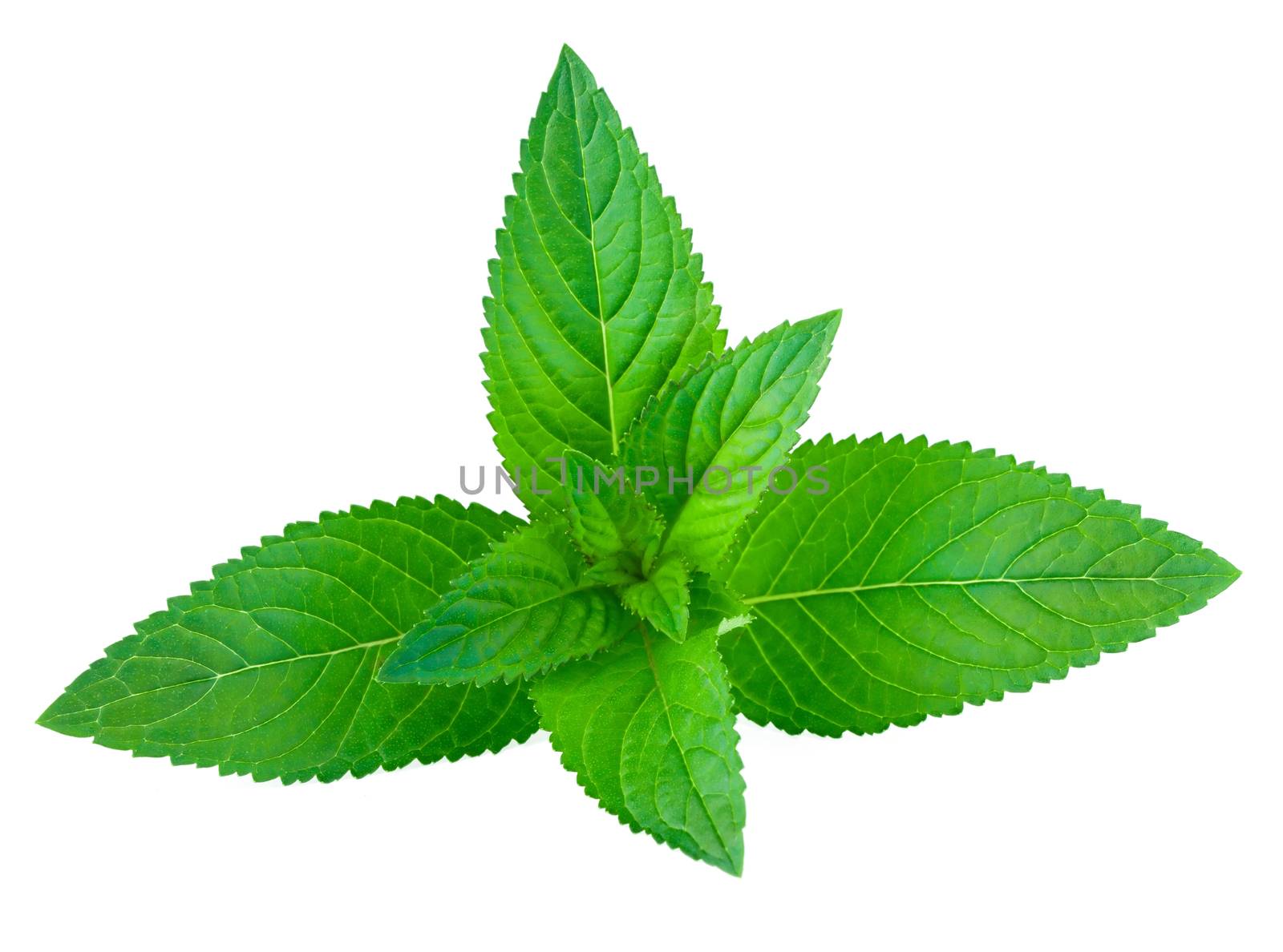 Fresh green mint isolated on white