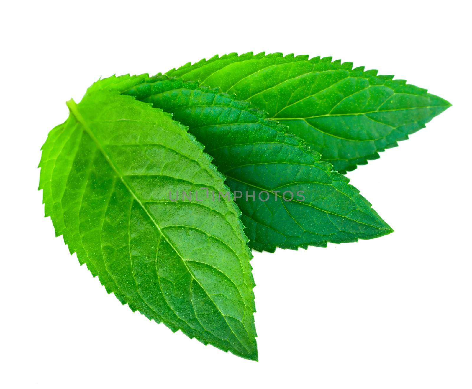 Fresh green mint isolated on white