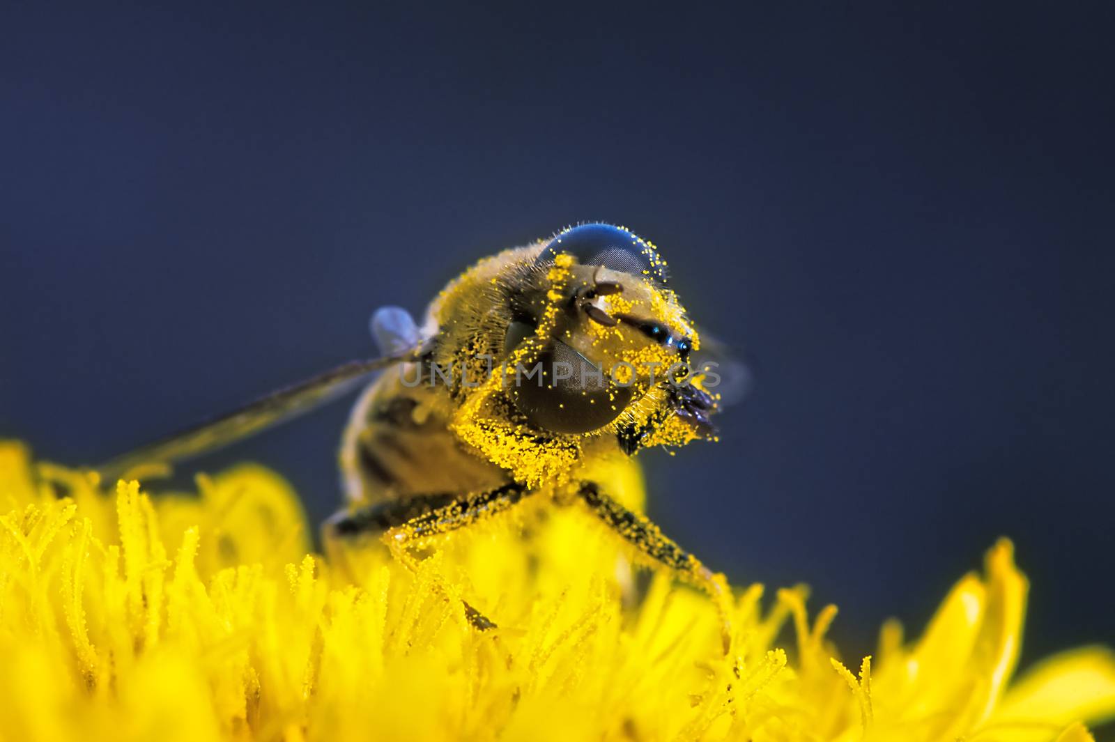 Bee pollen is cleaned on a flower by kosmsos111