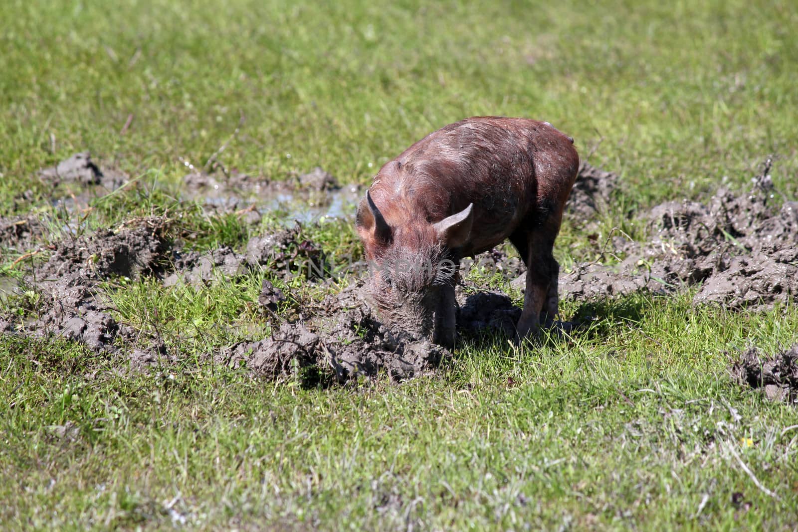 little pig in a mud farm scene