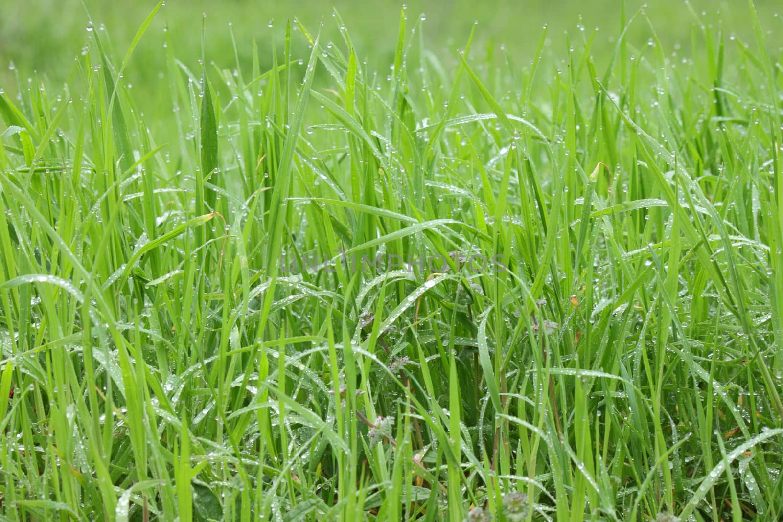 close up of green grass with rain drops
