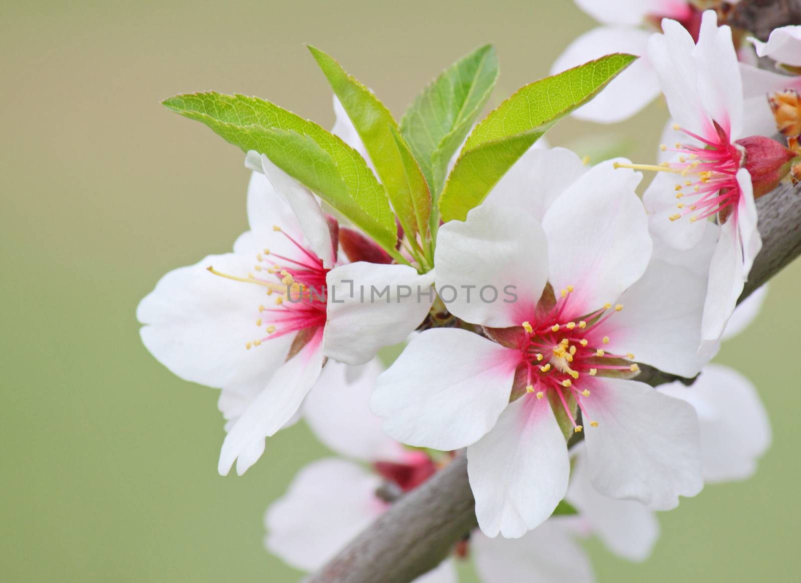 beuatiful white blossom on tree at spring