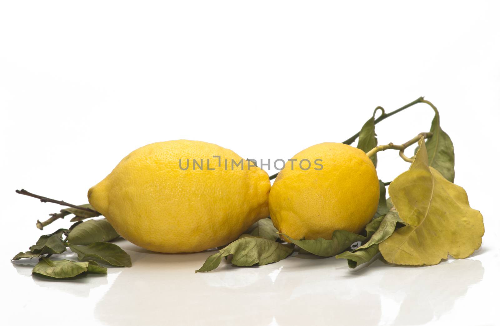 yellow sicilian fresh lemons isolated on a white background