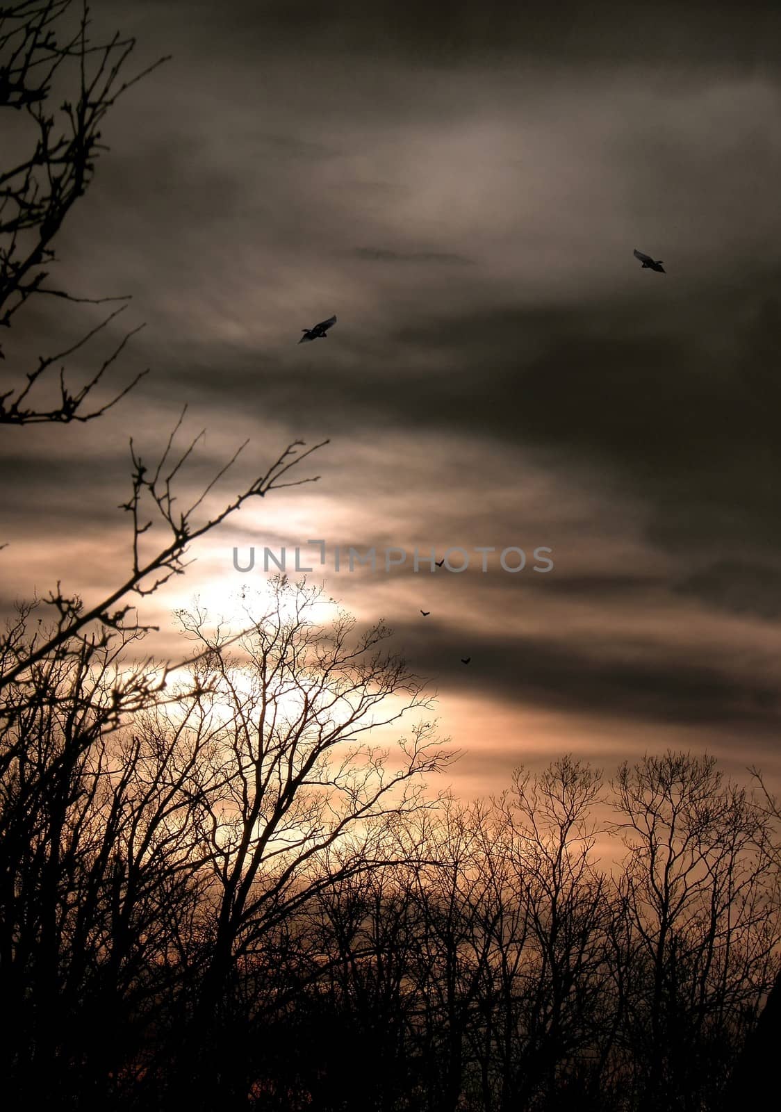 Sunset over the forest. sky, landscape,  nature,